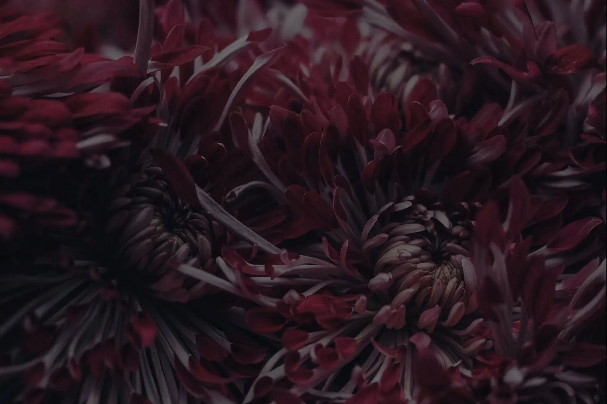 Gros plan sur des fleurs de chrysanthèmes bordeaux pour hommage funéraire.